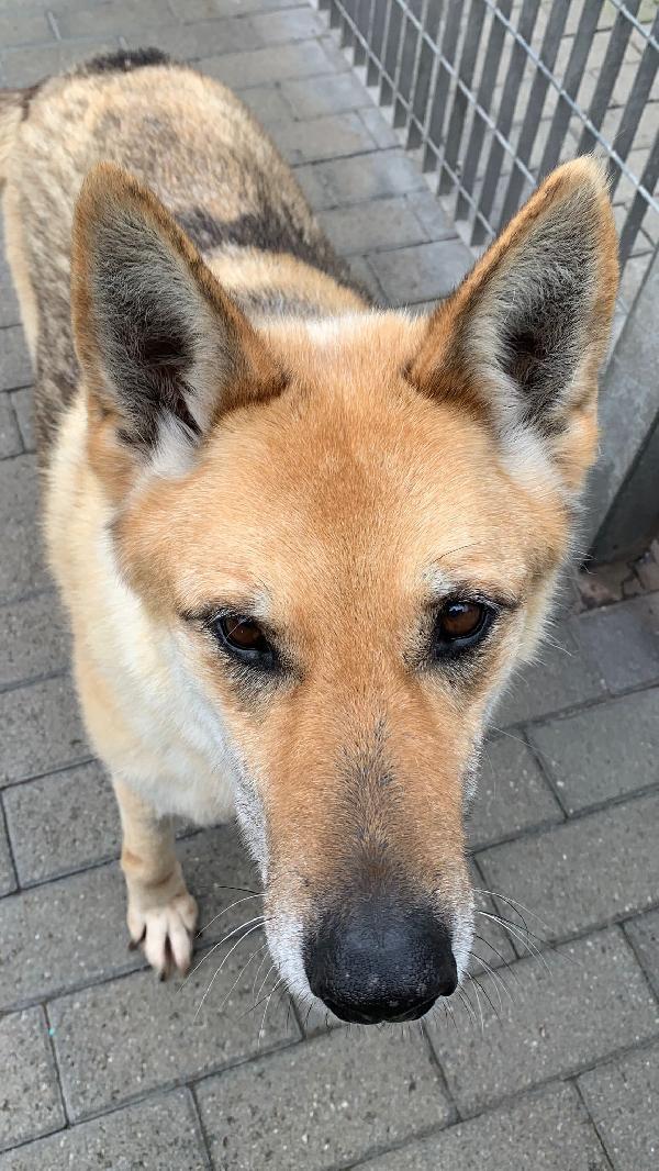 LUPA BELLISSIMA DIVERSAMENTE CUCCIOLA Foto 5